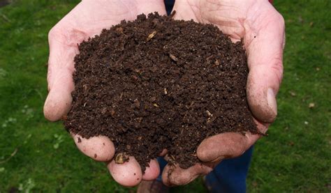 dog manure fertilizer.